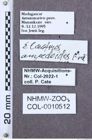 Etikette zu Elastrus ampedioides (NHMW-ZOO-COL-0010512)